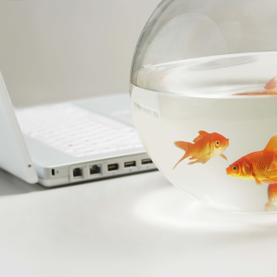 Werkstress? Neem een hippe kantoorvis